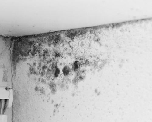 Tường nhà bị mốc ? Nguyên nhân và cách khắc phục tường mốc !